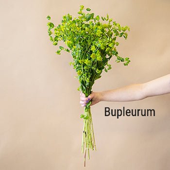 Bupleurum