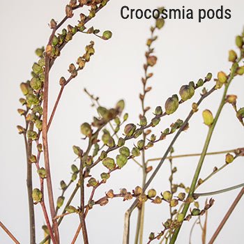 Crocosmia Pods