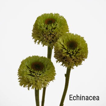 Green Echincea Pods