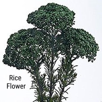 Tinted Rice Flower