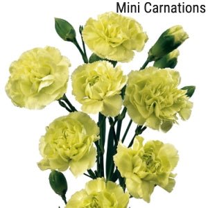 Lime Mini Carnations