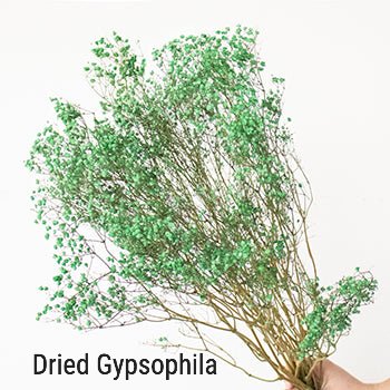 Dried Gypsophila