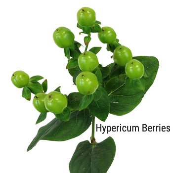 Green Hypericum Berries