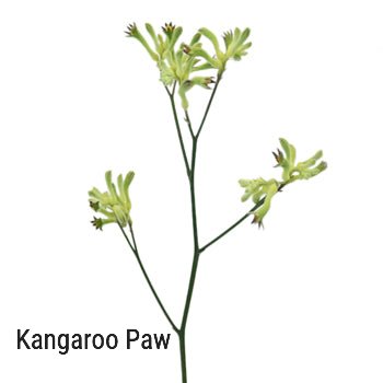 Green Kangaroo Paw