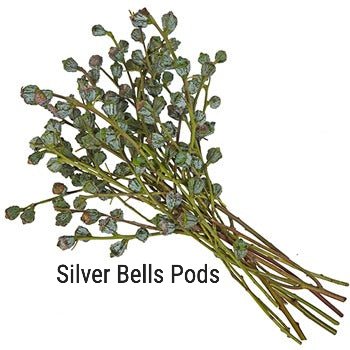 Silver Bell Pods