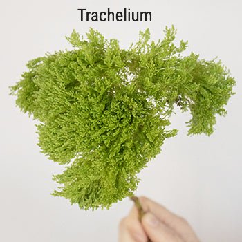 Green Trachelium