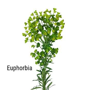 Green Euphorbia