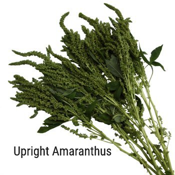 Green Upright Amaranthus