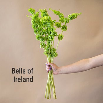 Bells of Ireland