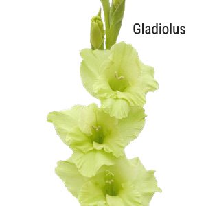 Green Gladiolus
