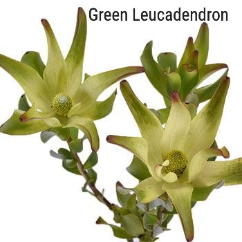 Green Leucadendron