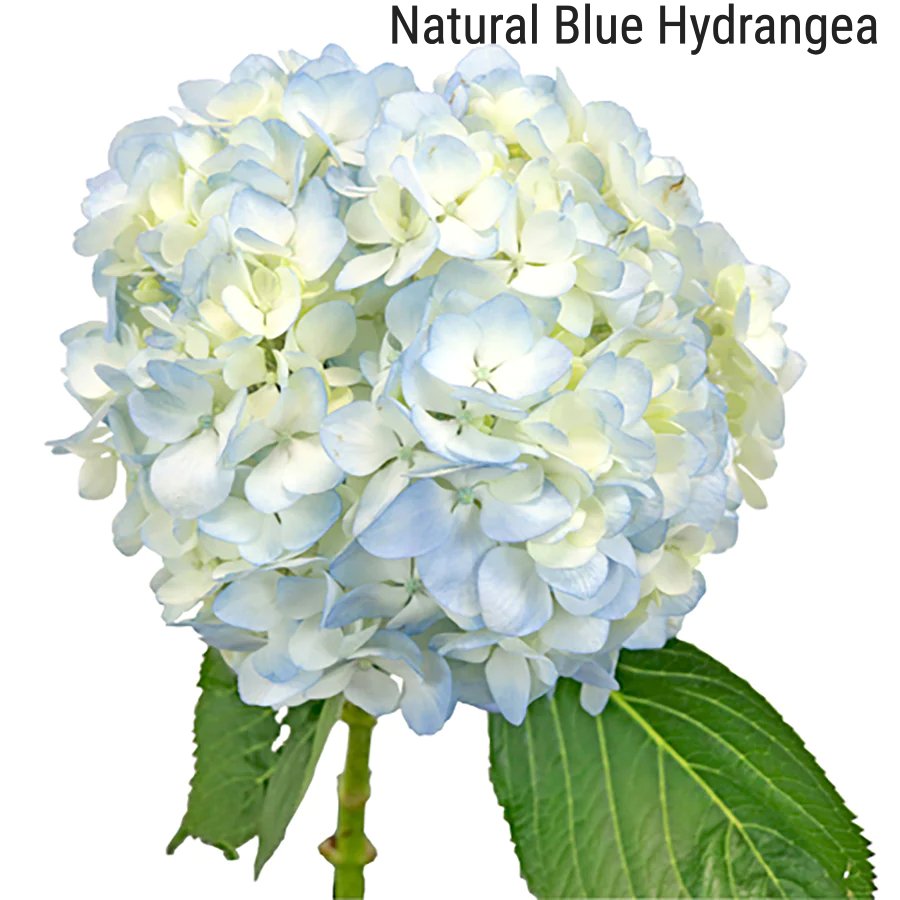 Natural Blue Hydrangea