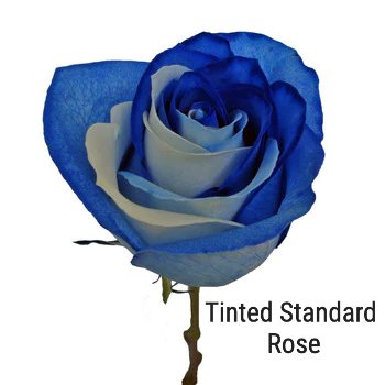 Tinted Blue and White Standard Rose