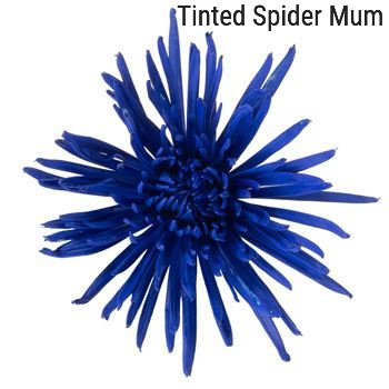Dark Blue Spider Mum
