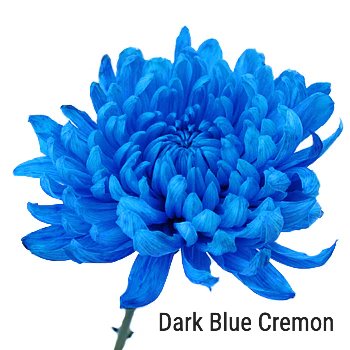 Blue Cremon