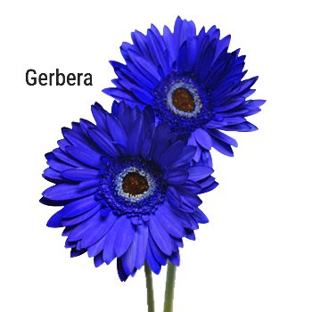 Enhanced Blue Gerbera