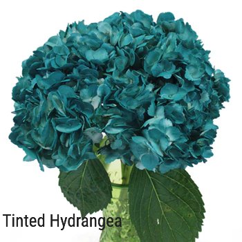 Teal Airbrushed Hydrangea