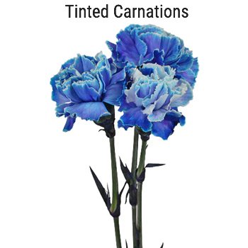 Dark Blue Tinted Carnations