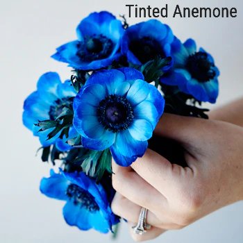 Blue Enhanced Anemone