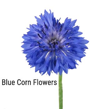 Blue Corn Flowers