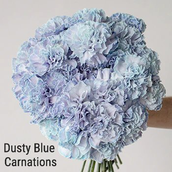 Dusty Blue Carnations