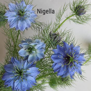 Blue Nigella