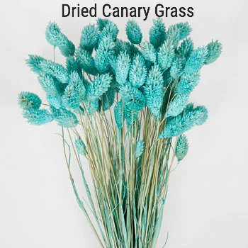 Dried Blue Canary Grass