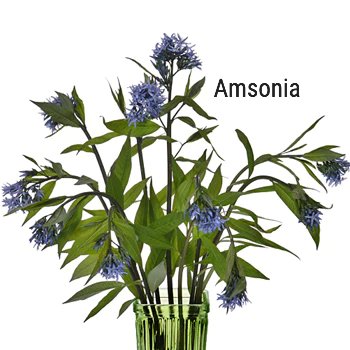 Amsonia