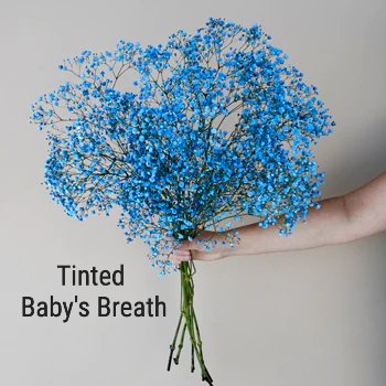 Blue Baby's Breath