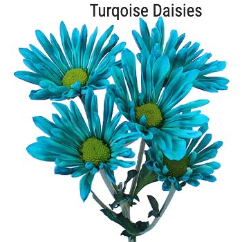 Enhanced Turquoise Daisy