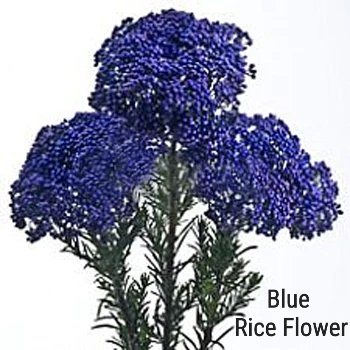 Rice Flower