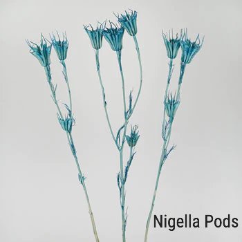 Dried Nigella Pods
