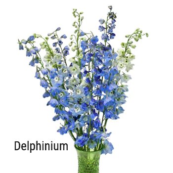 Delphinium