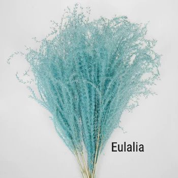 Dried Tinted Blue Eulalia