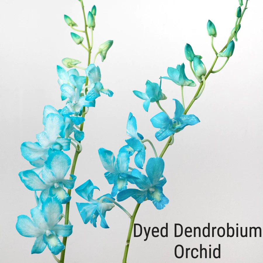 Blue Dyed Dendrobium