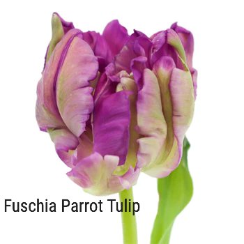 Fuschia Parrot Tulip 