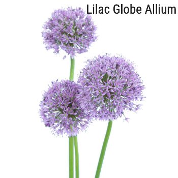 Lilac Allium 