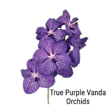 True Purple Vanda Orchid