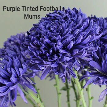 Purple Tinted Football Mums