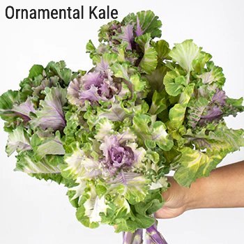 Ornamental Kale