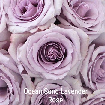 Ocean Song Lavender Rose