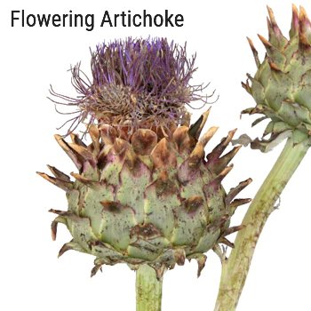 Flowering Artichoke