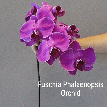 Fuschia Phalaenopsis Orchid