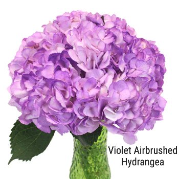 Violet Airbrushed Hydrangea