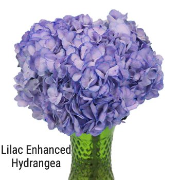 Whimsical Fairytale Enhanced Hydrangea