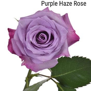 Purple Haze Rose