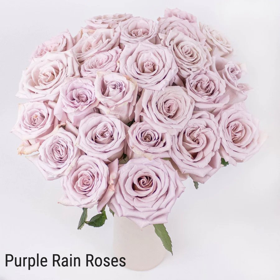 Purple Rain Roses