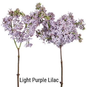 Light Purple Lilac