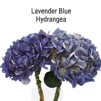 Lavender Blue Hydrangea