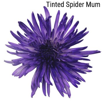 Purple Tinted Spider Mums